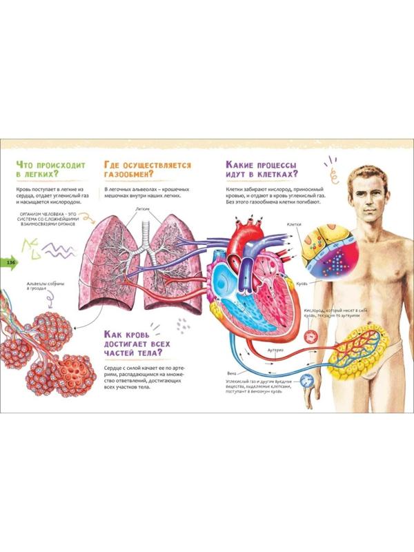 Новая детская энциклопедия «Человек»
