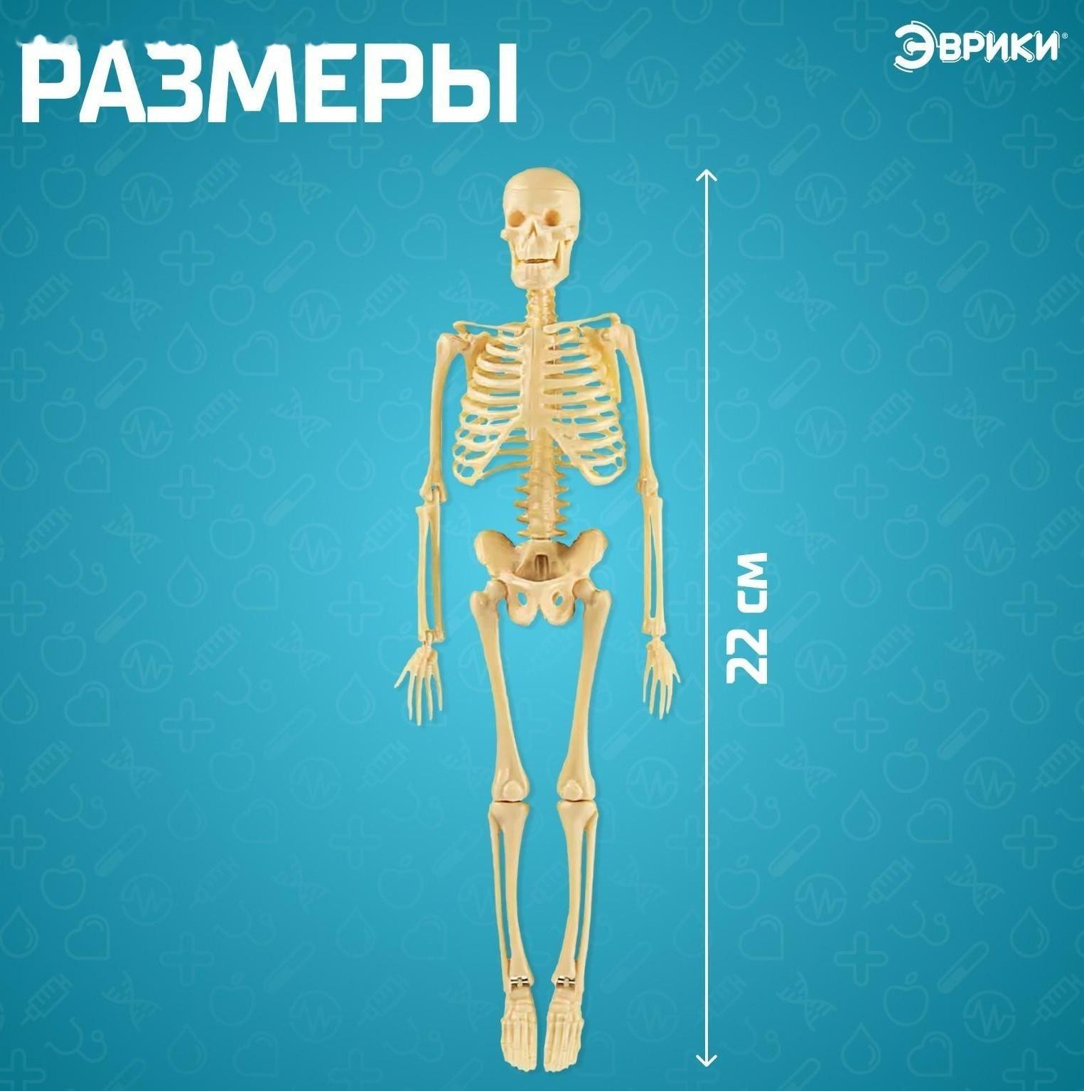 Набор для опытов «Скелет человека»