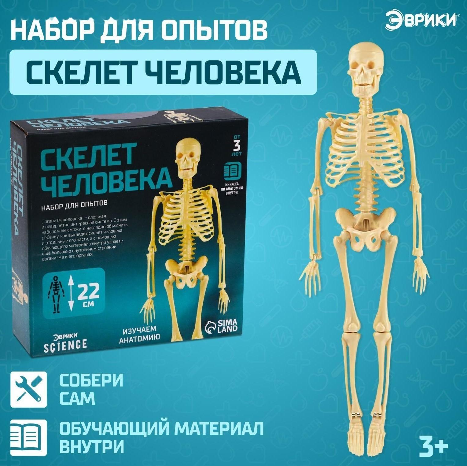 Набор для опытов «Скелет человека»