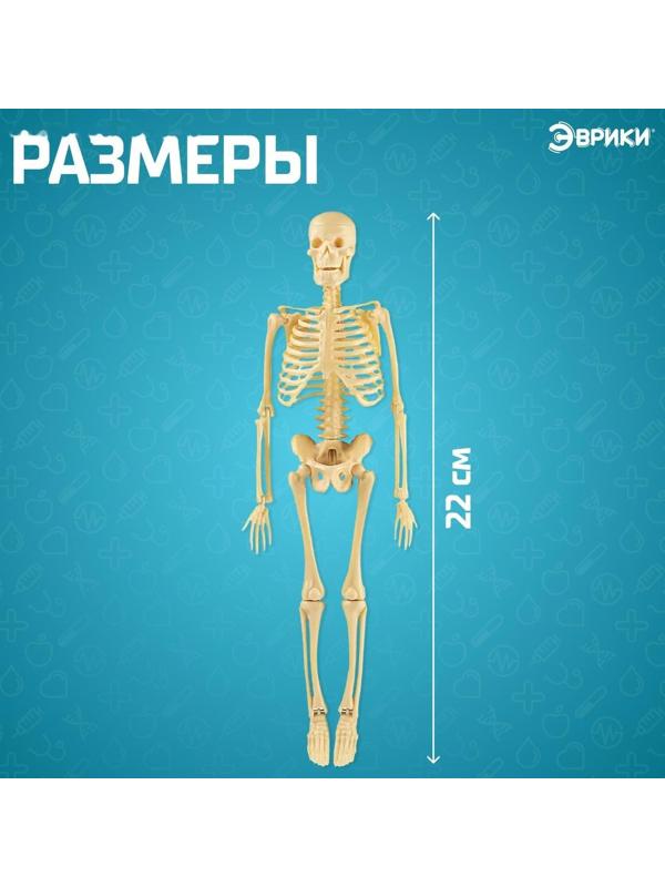 Набор для опытов «Скелет человека»