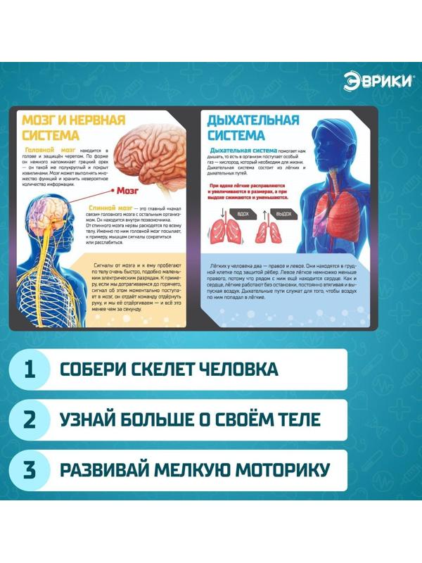 Набор для опытов «Скелет человека»