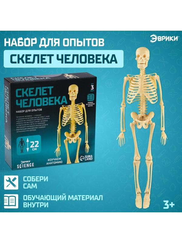 Набор для опытов «Скелет человека»