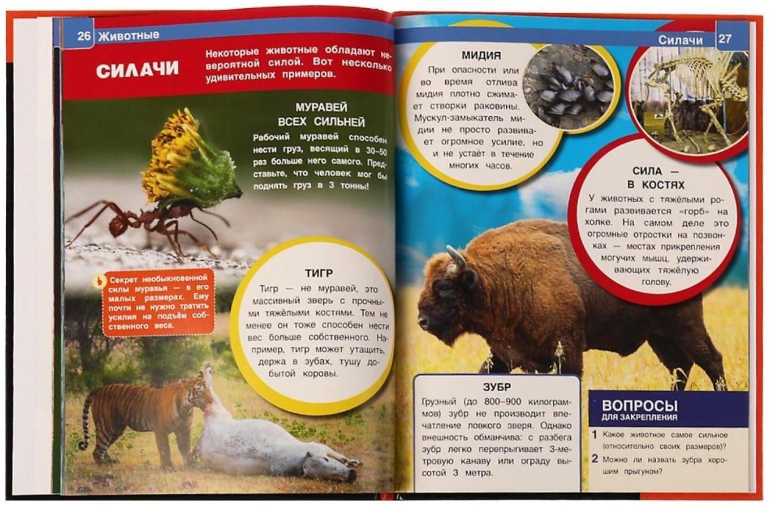 Животные. Энциклопедия А4. 48 стр.