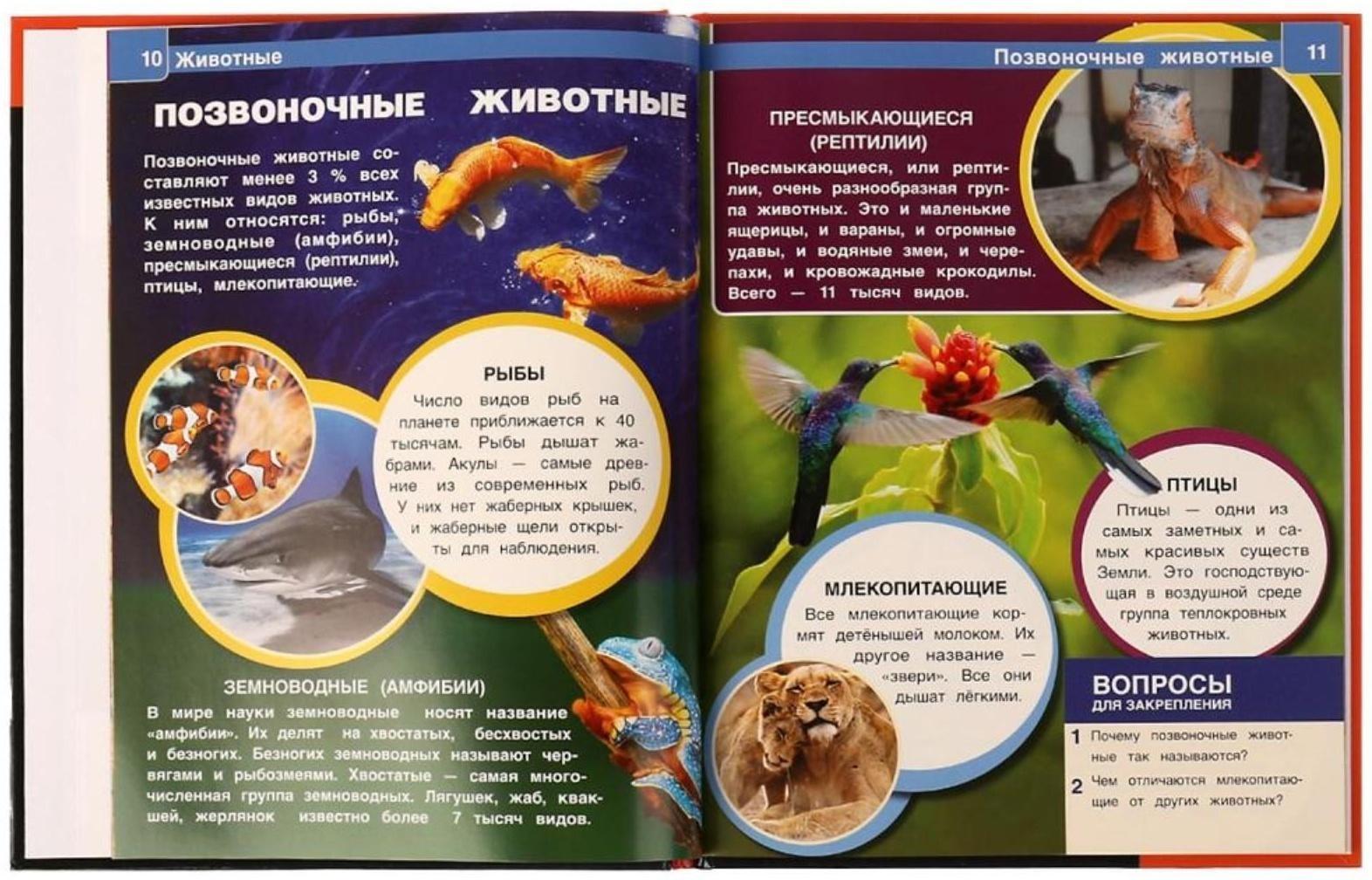 Животные. Энциклопедия А4. 48 стр.