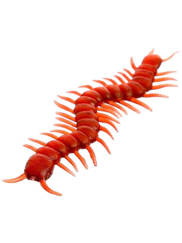 Набор насекомых «Сколопендры»