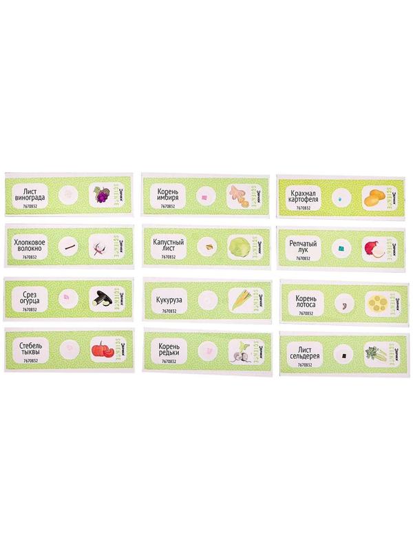 Набор для опытов «Набор микропрепаратов», растения