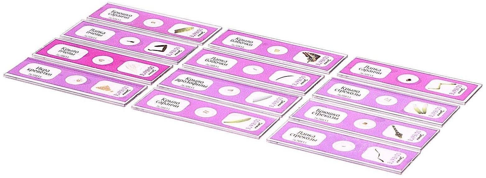 Набор для опытов «Набор микропрепаратов», насекомые