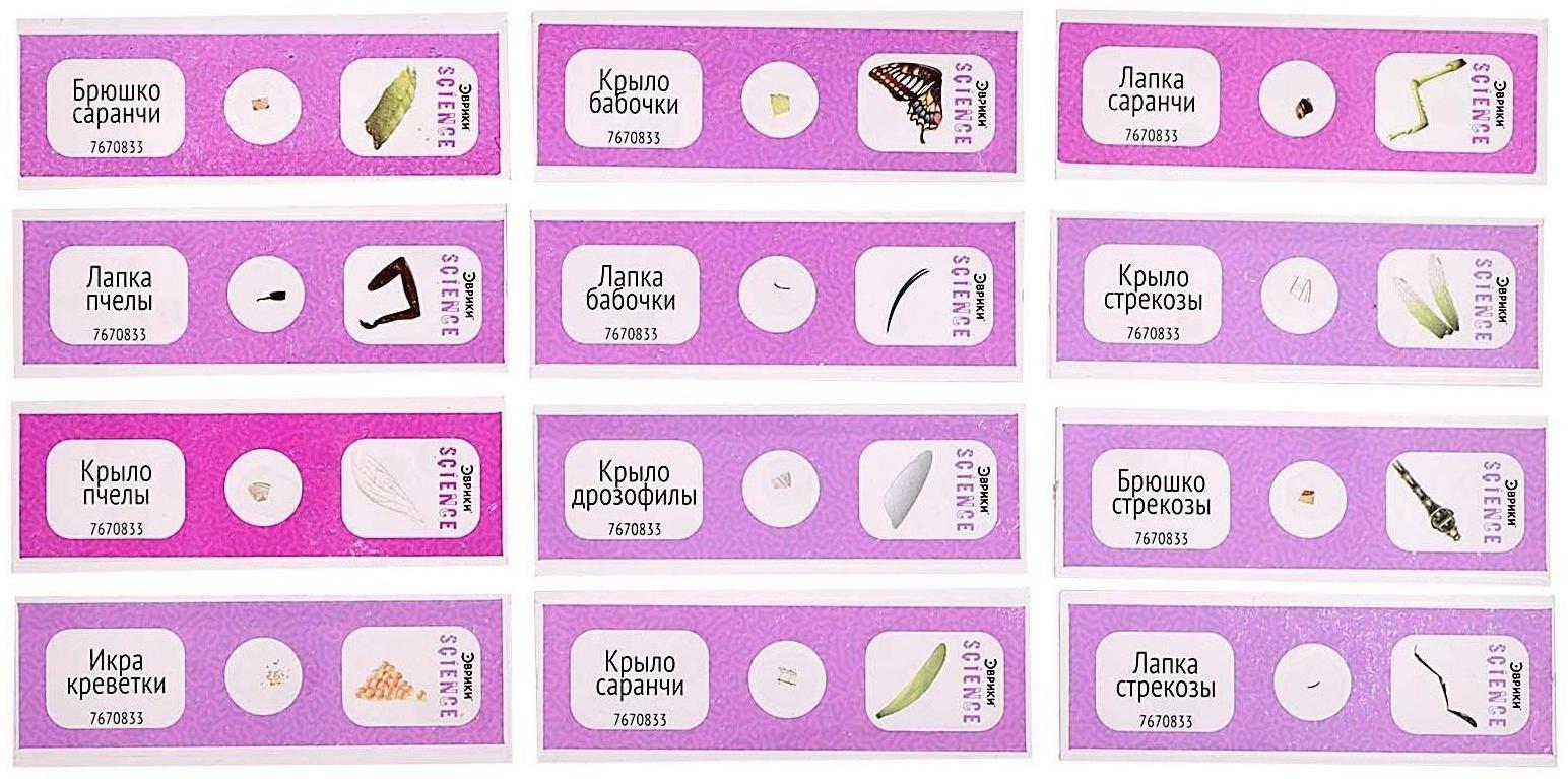 Набор для опытов «Набор микропрепаратов», насекомые