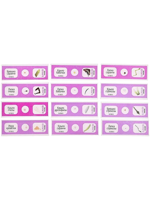 Набор для опытов «Набор микропрепаратов», насекомые