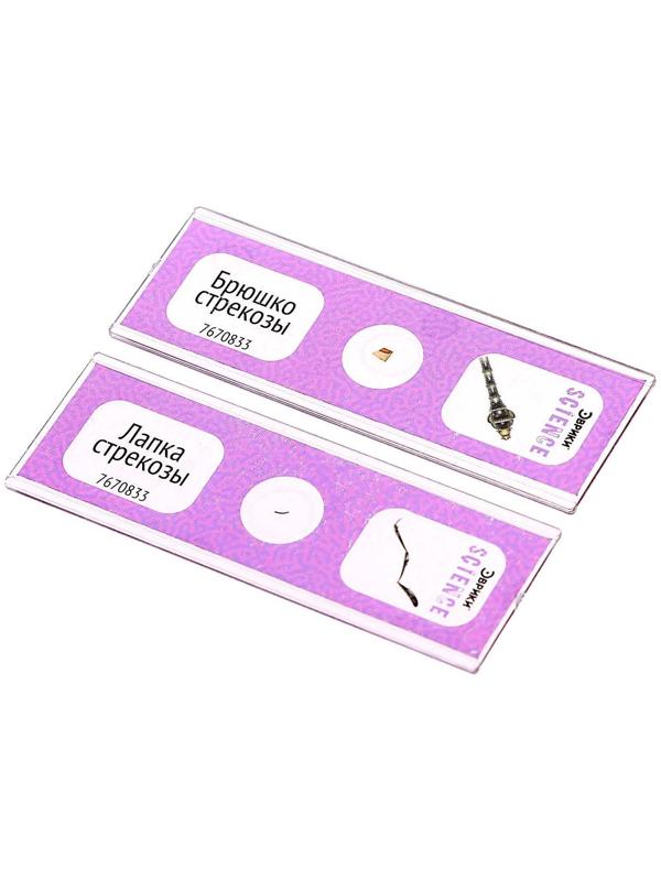 Набор для опытов «Набор микропрепаратов», насекомые