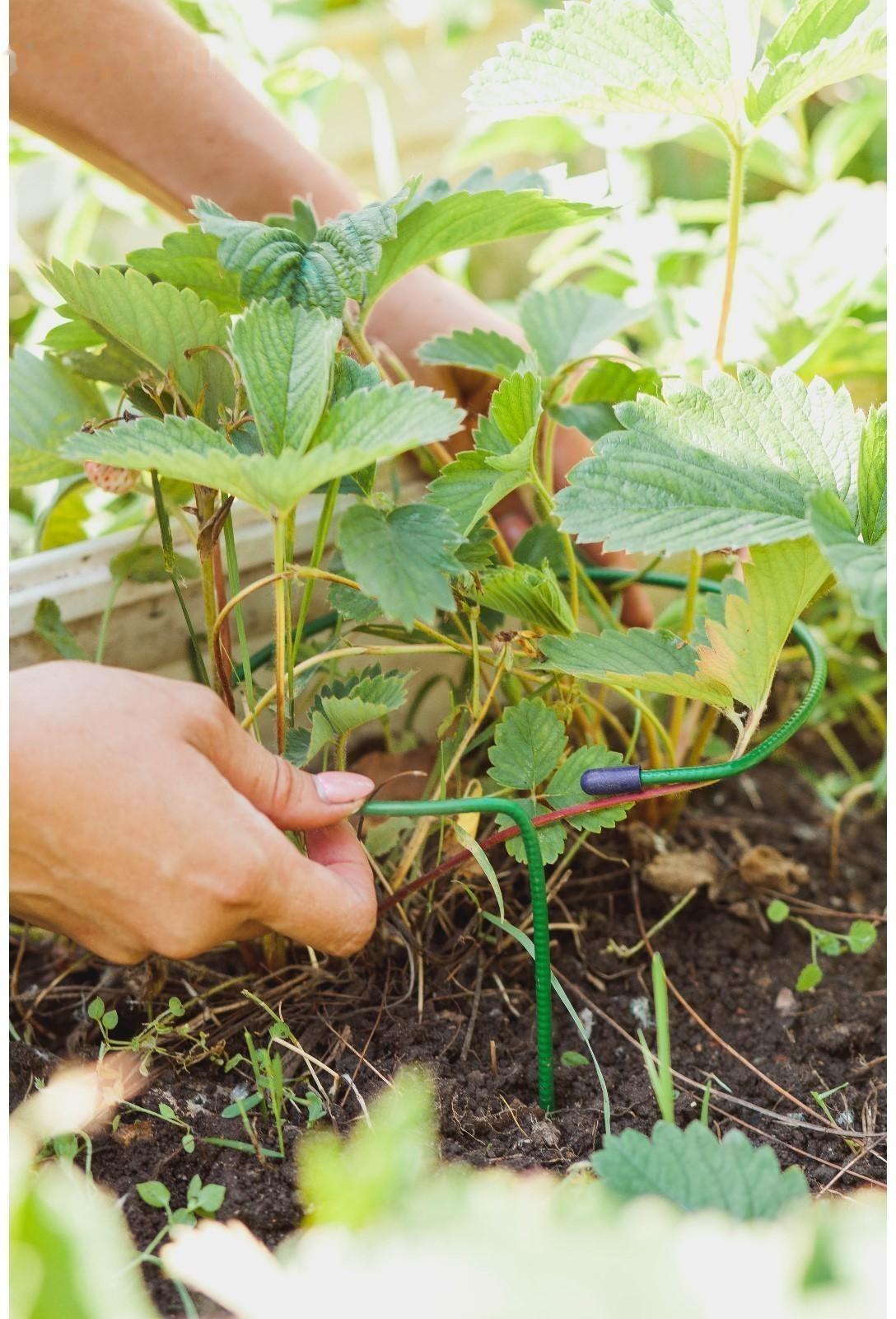 Кустодержатель для клубники, d = 15 см, h = 25 см, ножка d = 0,3 см, металл, зелёный