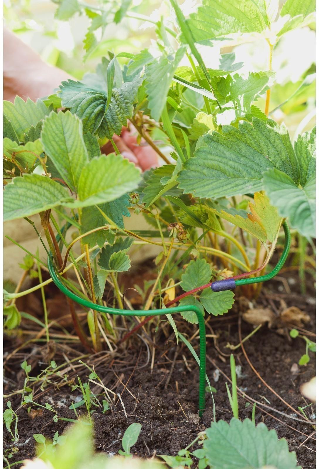 Кустодержатель для клубники, d = 15 см, h = 25 см, ножка d = 0,3 см, металл, зелёный