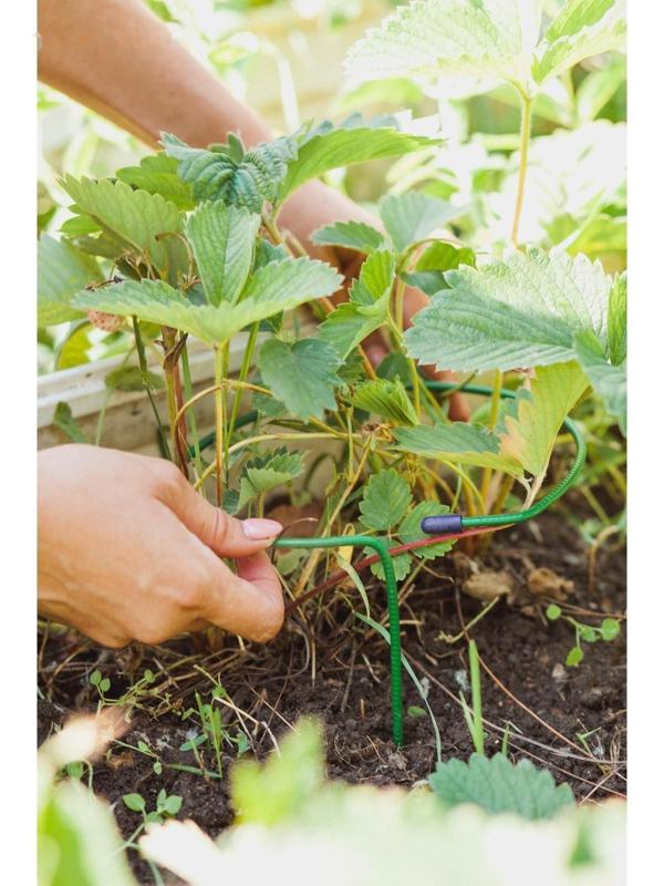 Кустодержатель для клубники, d = 15 см, h = 25 см, ножка d = 0,3 см, металл, зелёный