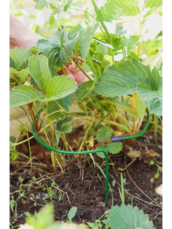 Кустодержатель для клубники, d = 15 см, h = 25 см, ножка d = 0,3 см, металл, зелёный