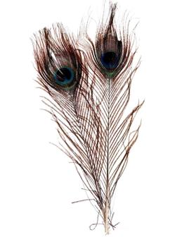 Набор перьев павлина для декора 2 шт.