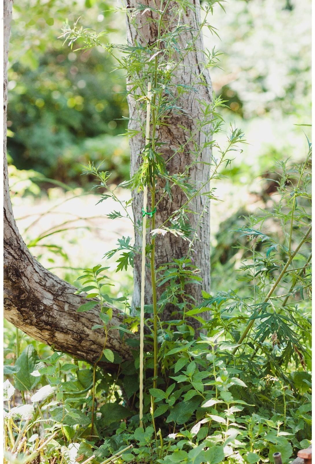 Колышек для подвязки растений, h = 100 см, d = 0,8 см, стеклопластик, Greengo