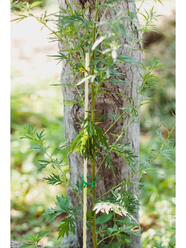 Колышек для подвязки растений, h = 100 см, d = 0,8 см, стеклопластик, Greengo