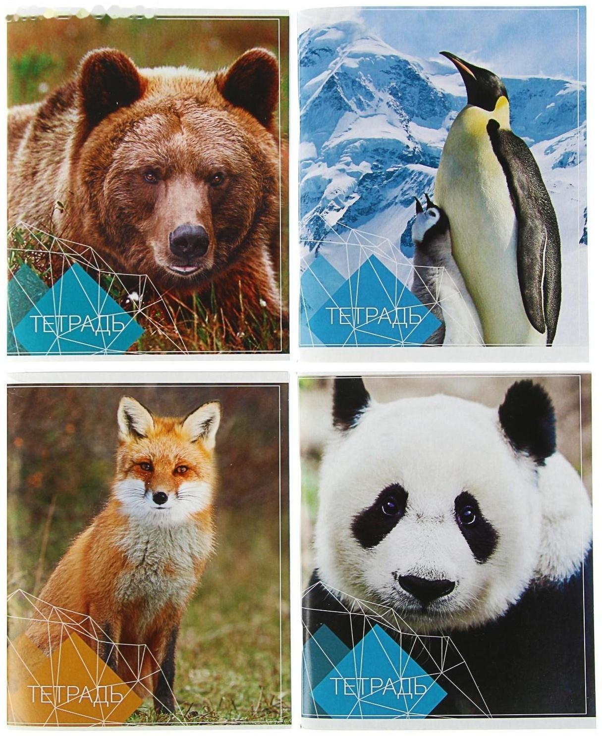 Тетрадь 96 листов в клетку Calligrata 