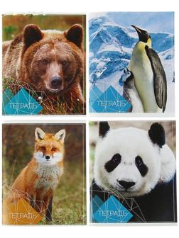 Тетрадь 96 листов в клетку Calligrata 