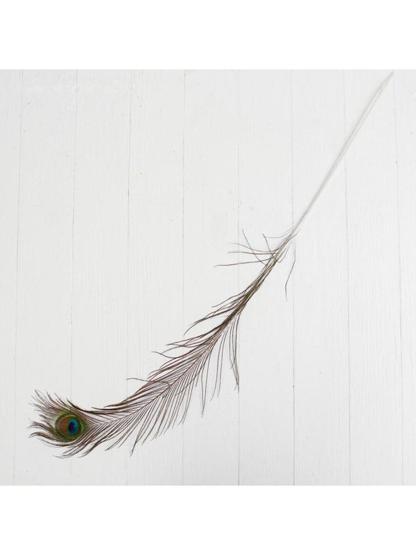 Перо павлина для декора