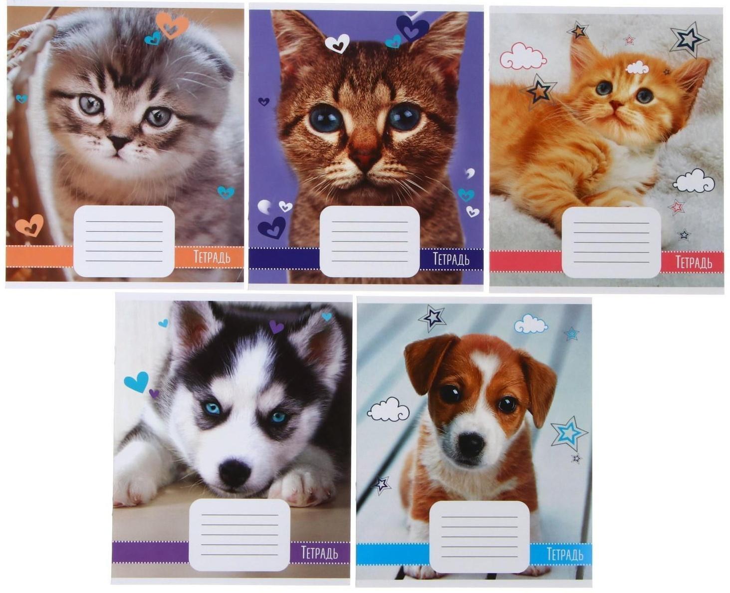 Тетрадь 18 листов в линию Calligrata 