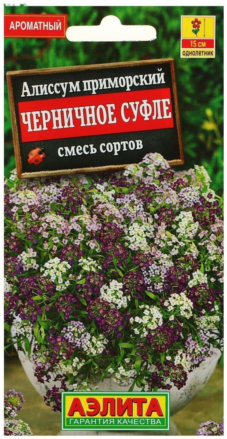 Семена цветов Алиссум 