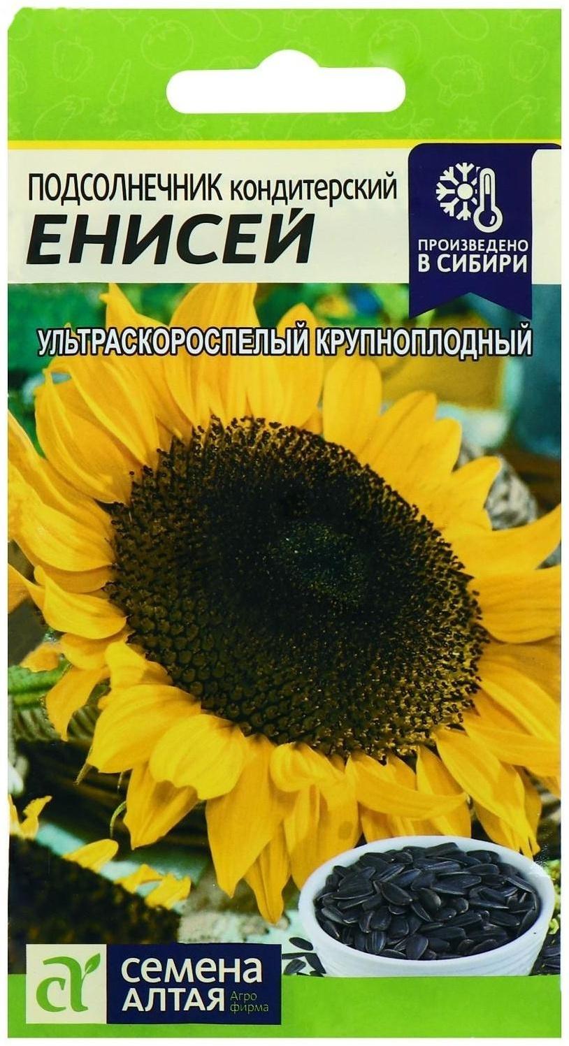 Семена Подсолнечник 