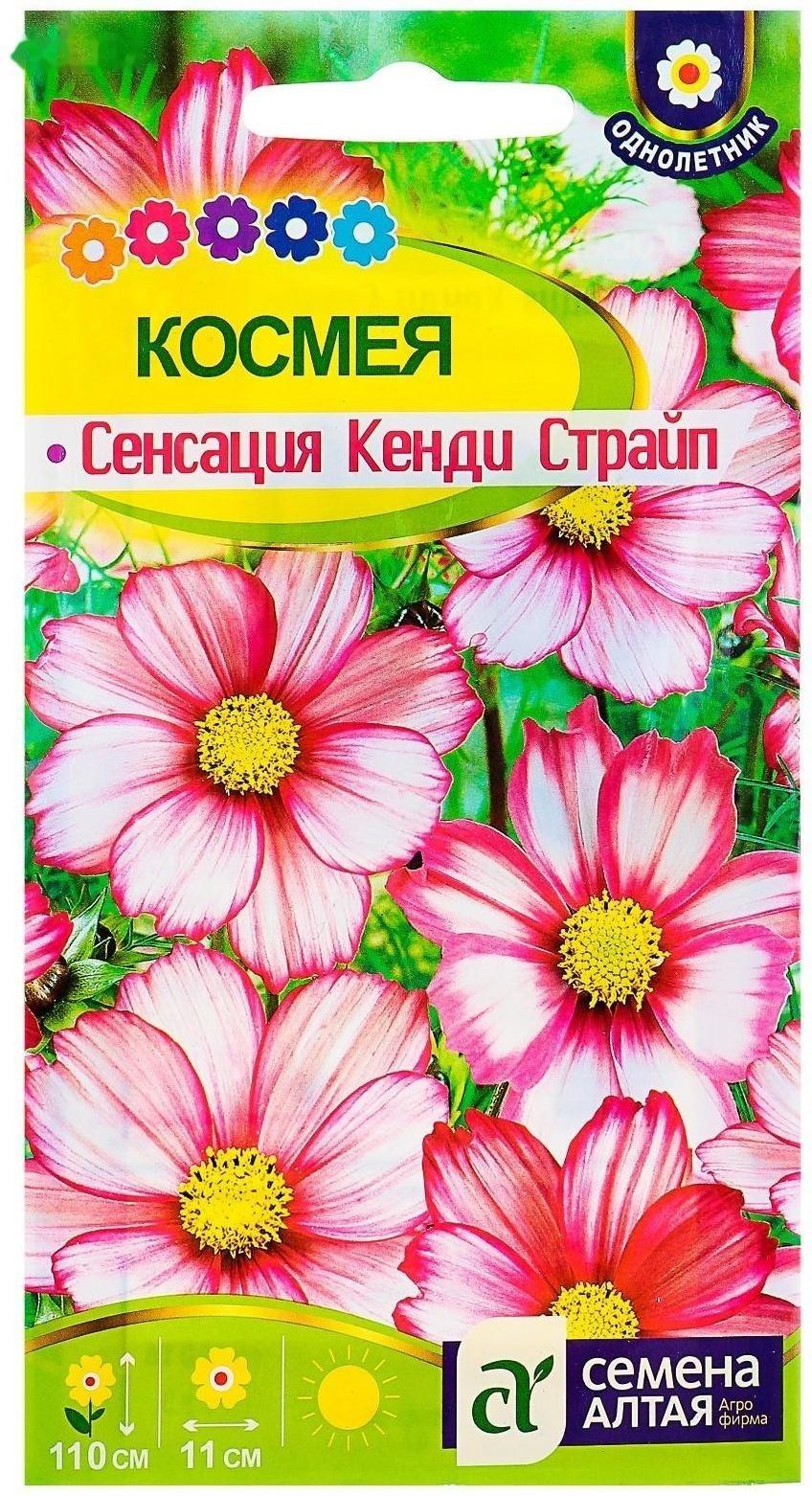 Семена цветов Космея 