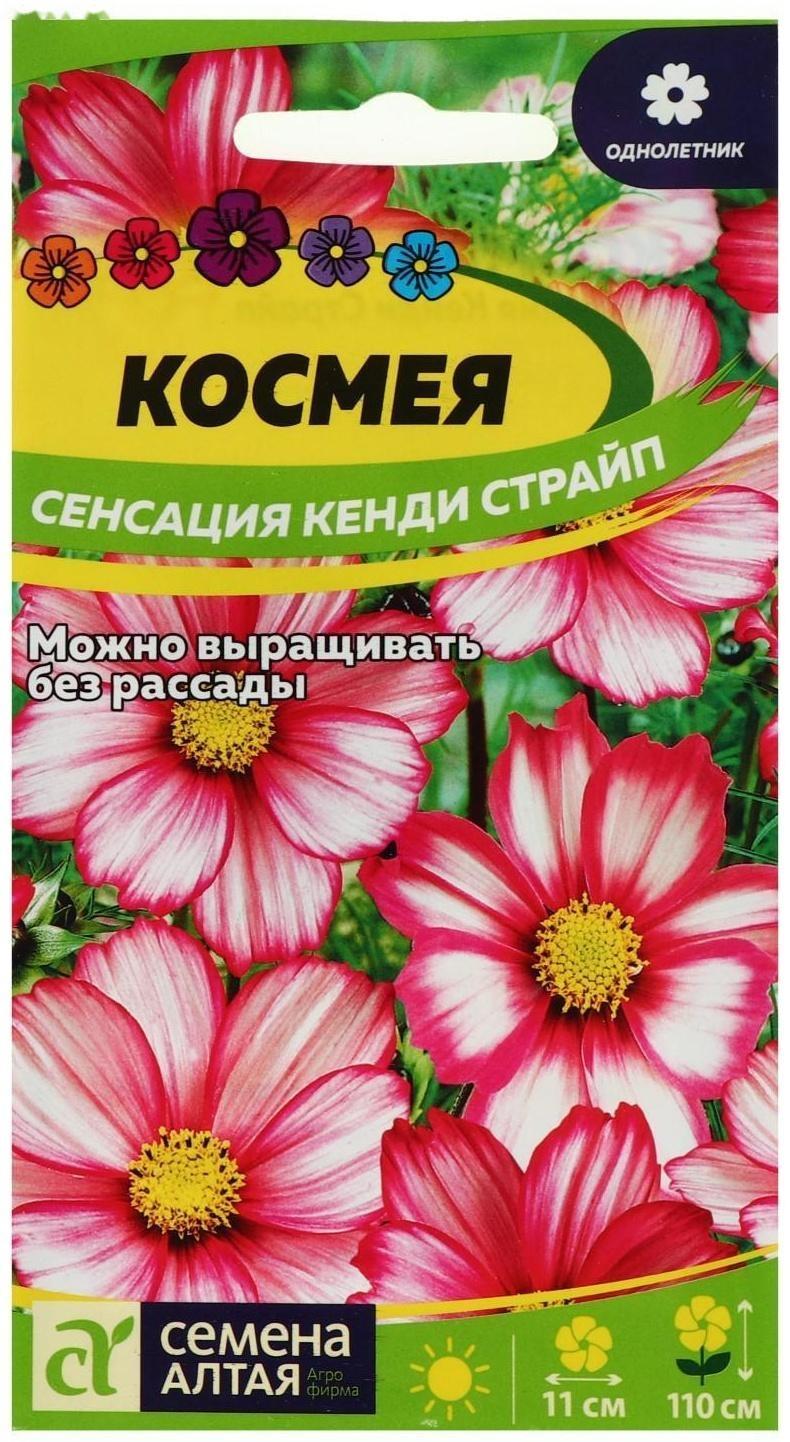 Семена цветов Космея 
