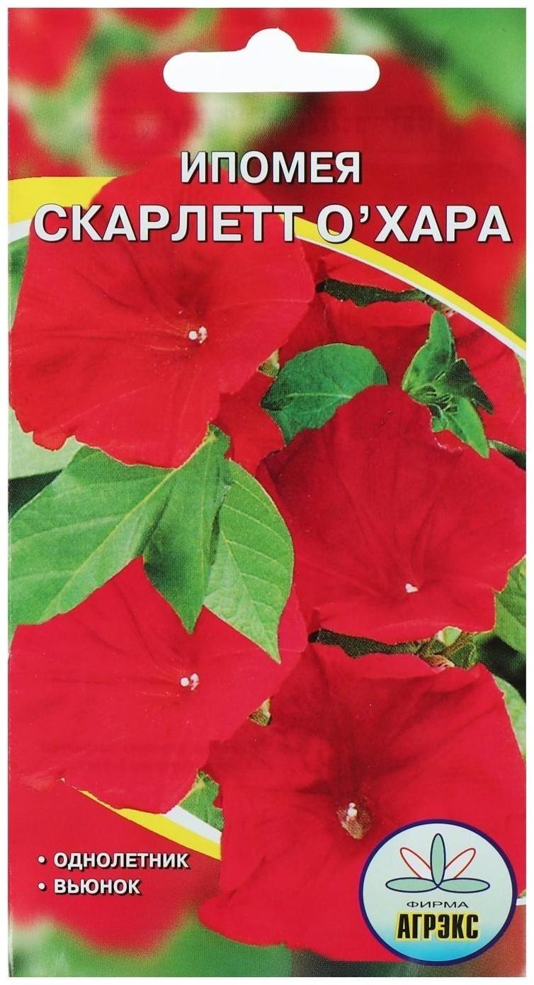 Семена цветов Ипомея 