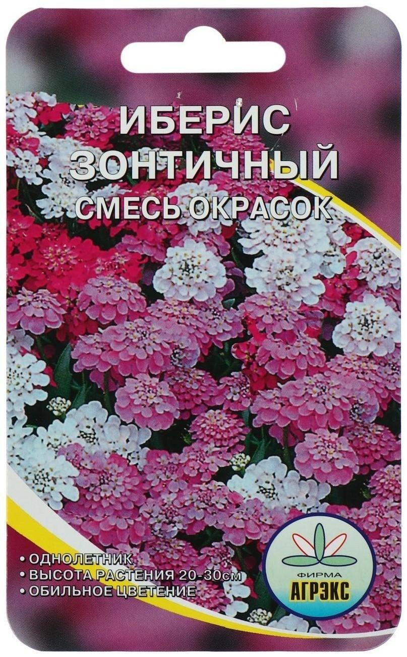 Семена цветов Иберис Зонтичный, 