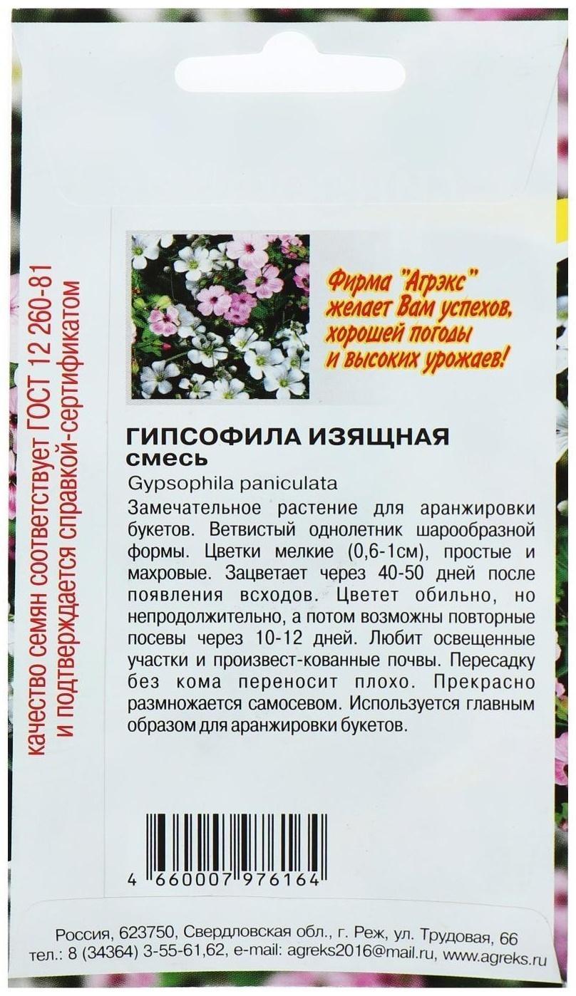 Семена цветов Гипсофила 