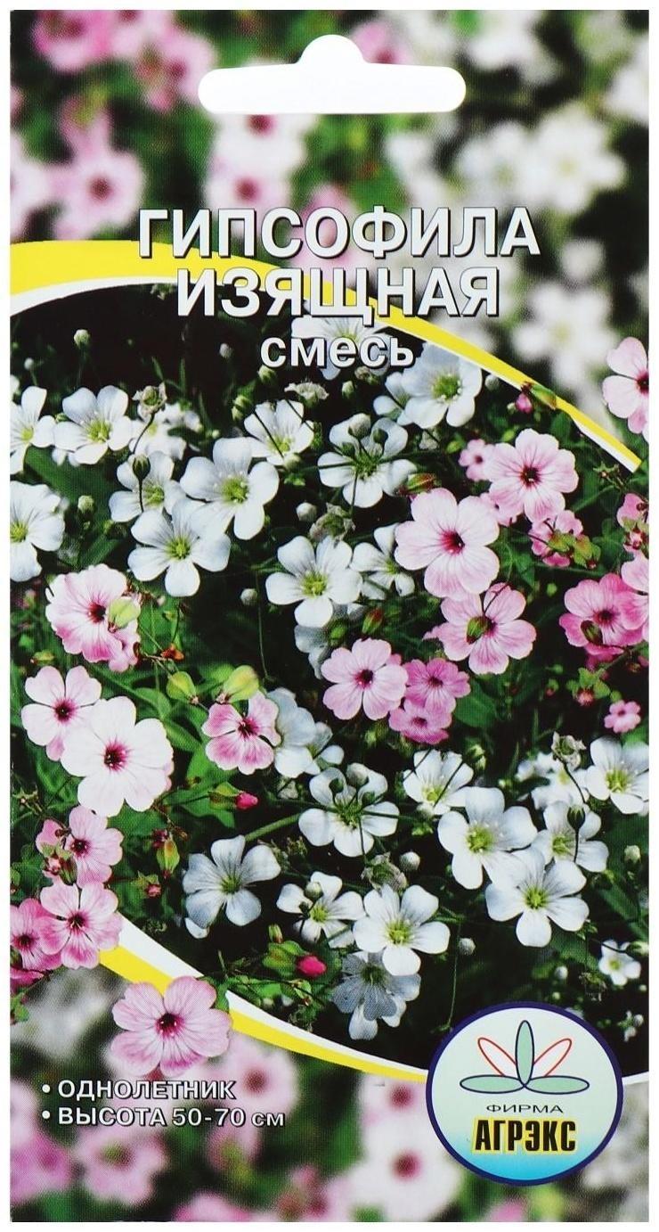 Семена цветов Гипсофила 