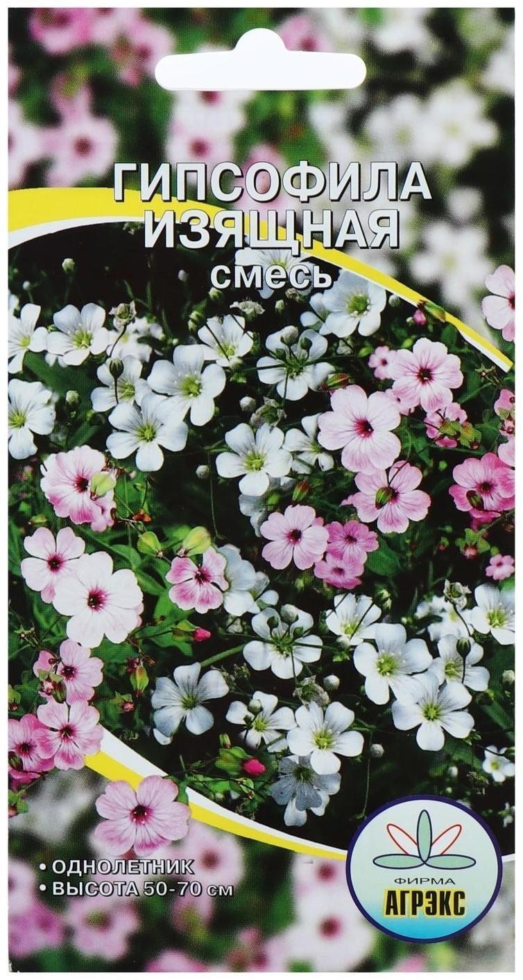 Семена цветов Гипсофила 