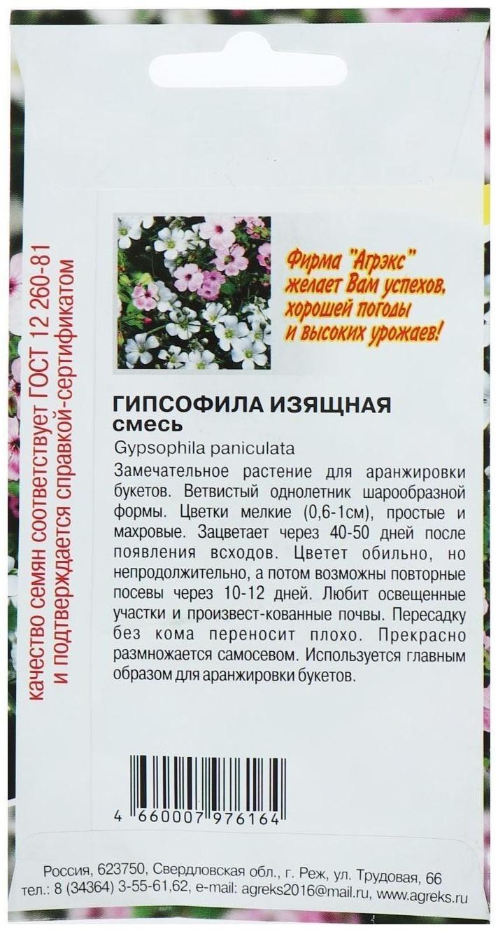 Семена цветов Гипсофила 