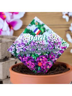 Семена цветов Алиссум 