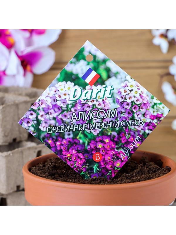 Семена цветов Алиссум 