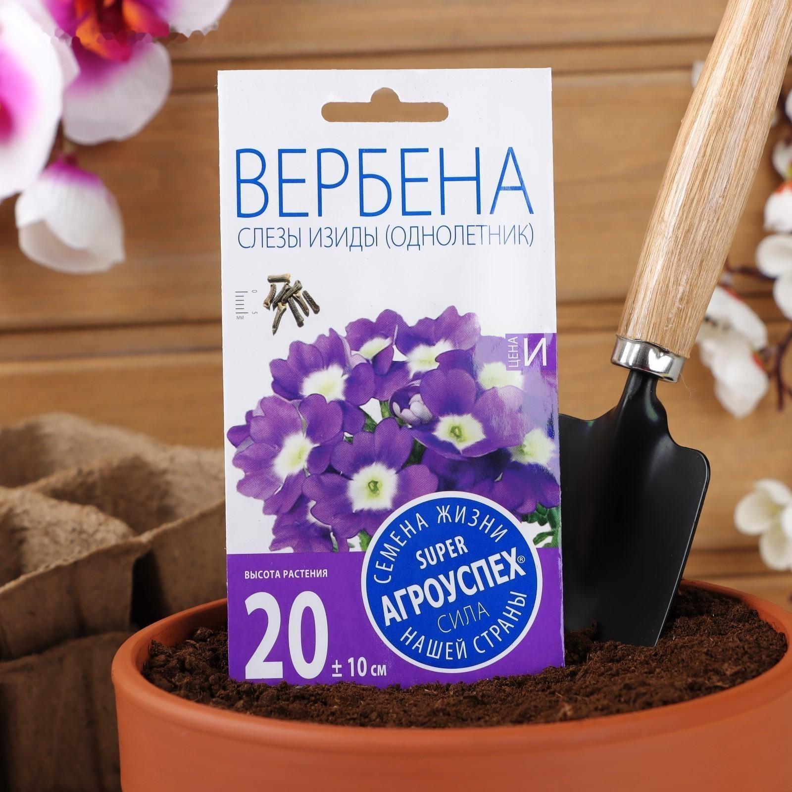 Семена цветов Вербена 