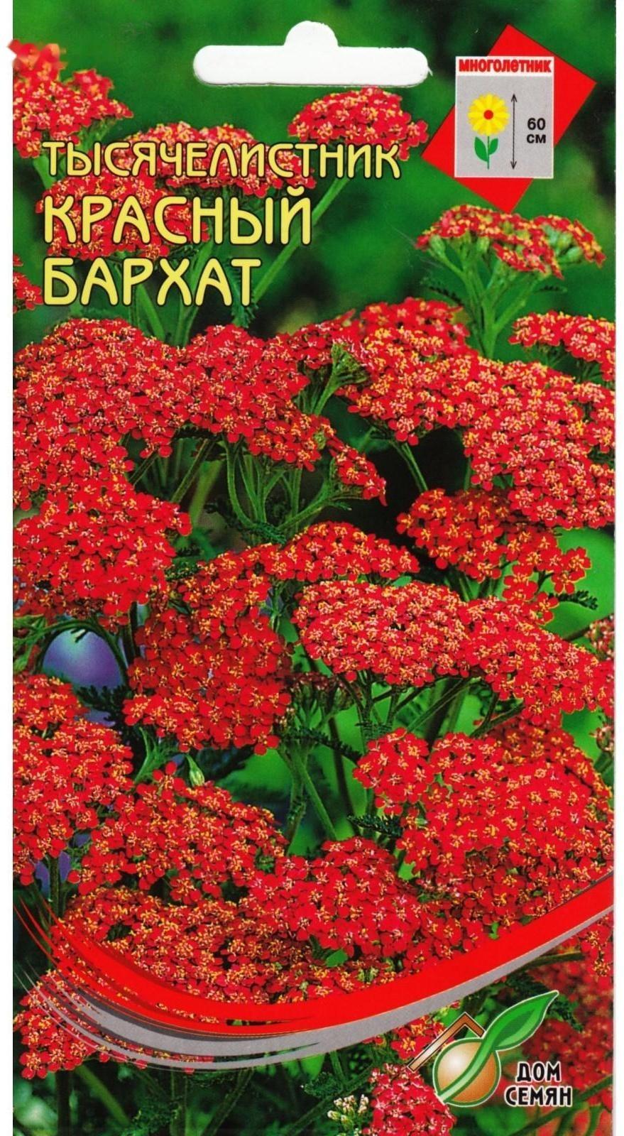 Семена цветов Тысячелистник 