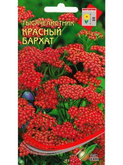 Семена цветов Тысячелистник 