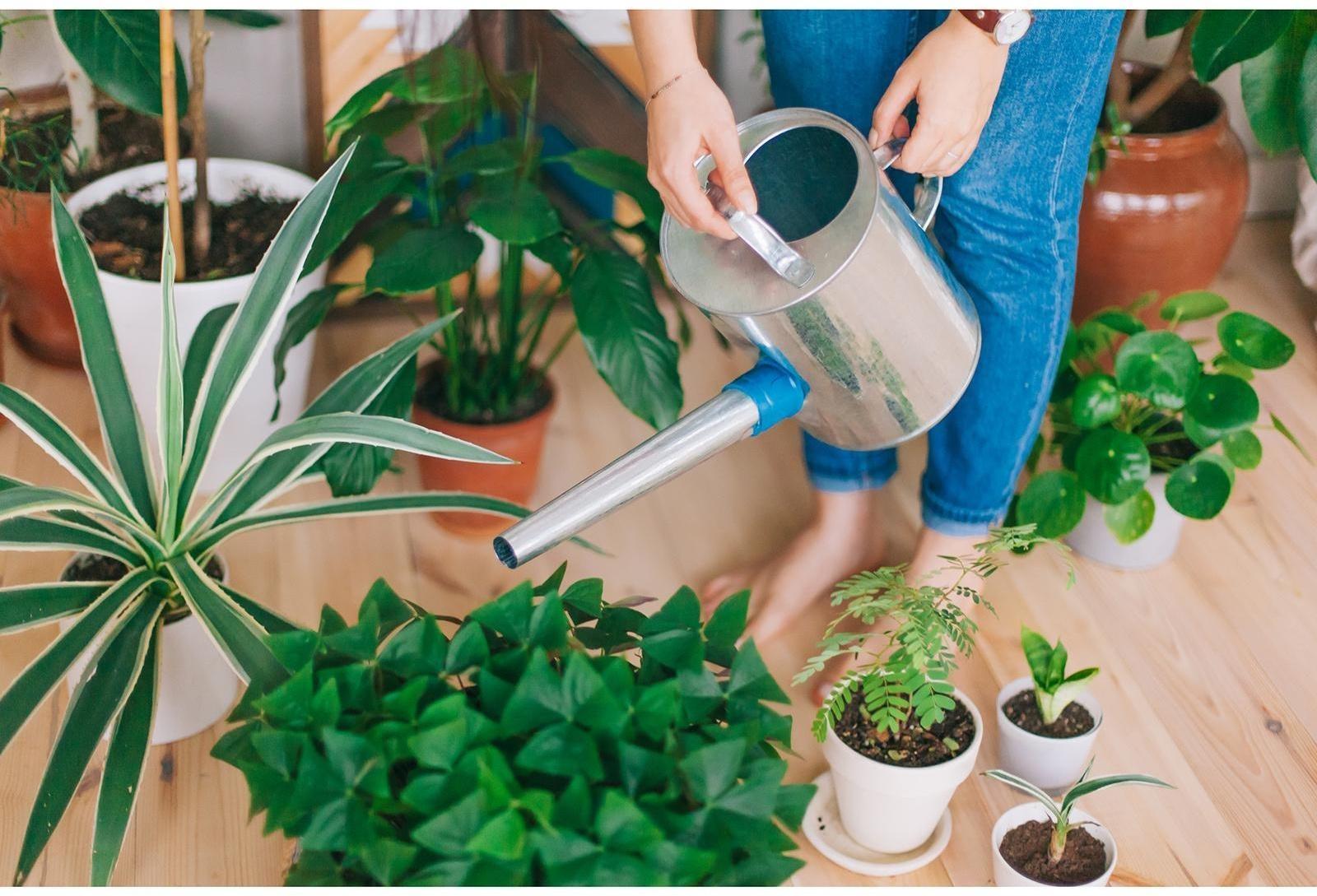 Лейка, 5 л, с рассеивателем, оцинкованная, без рисунка