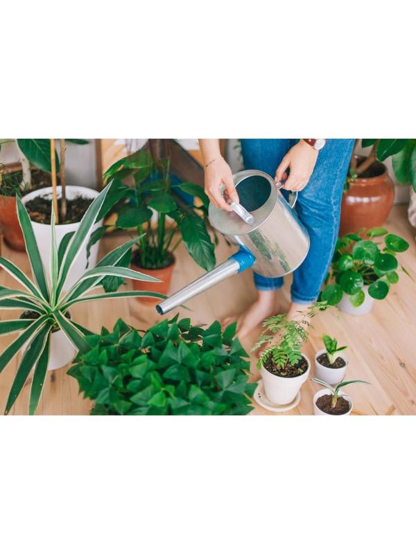 Лейка, 5 л, с рассеивателем, оцинкованная, без рисунка