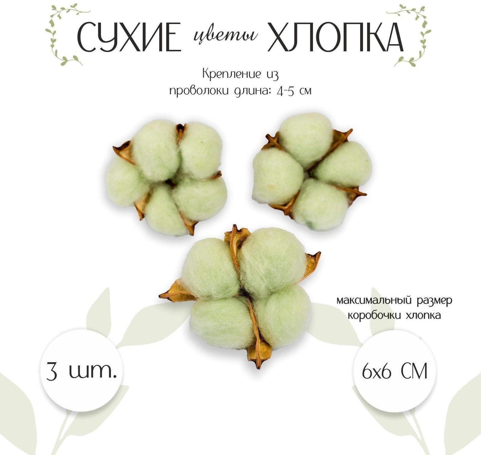 Сухие цветы хлопка, набор 3 шт., размер 1 шт. 6 × 6 см, цвет зелёный
