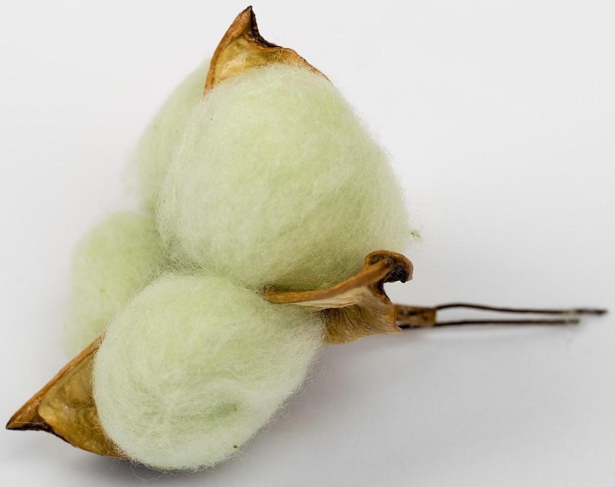 Сухие цветы хлопка, набор 3 шт., размер 1 шт. 6 × 6 см, цвет зелёный