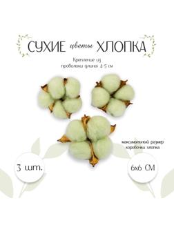Сухие цветы хлопка, набор 3 шт., размер 1 шт. 6 × 6 см, цвет зелёный