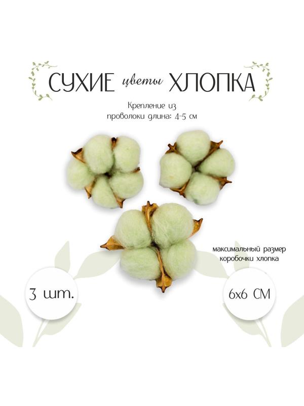 Сухие цветы хлопка, набор 3 шт., размер 1 шт. 6 × 6 см, цвет зелёный