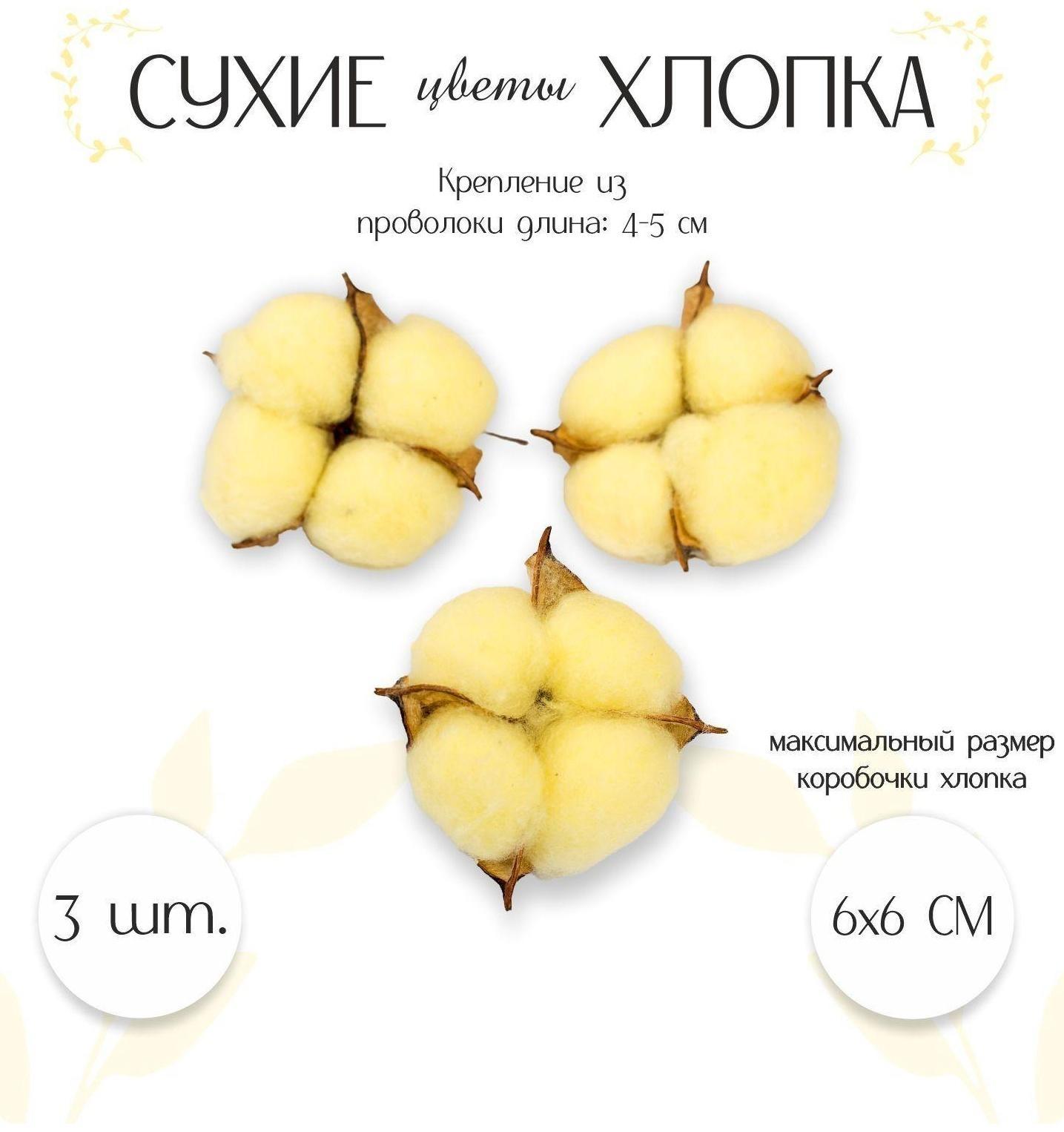 Сухие цветы хлопка, набор 3 шт., размер 1 шт. 6 × 6 см, цвет жёлтый