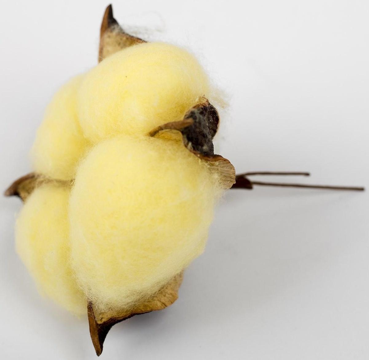 Сухие цветы хлопка, набор 3 шт., размер 1 шт. 6 × 6 см, цвет жёлтый