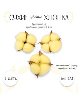 Сухие цветы хлопка, набор 3 шт., размер 1 шт. 6 × 6 см, цвет жёлтый