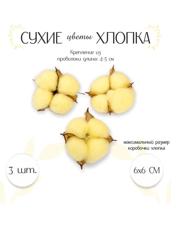 Сухие цветы хлопка, набор 3 шт., размер 1 шт. 6 × 6 см, цвет жёлтый